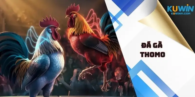 Đá gà Thomo