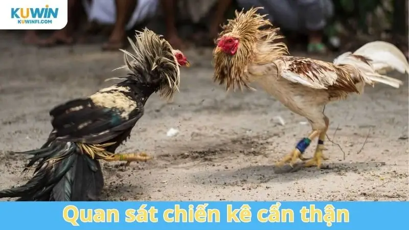 Quan sát chiến kê cẩn thận